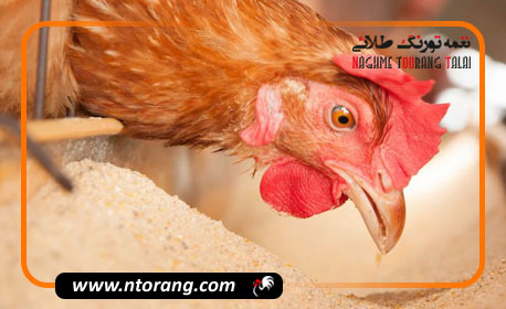 آنتی بیوتیک های طبیعی در خوراک دام و طیور